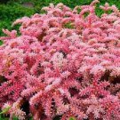 50 Sedum Seastar Perennial Flower Seeds
