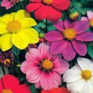 New Dahlia Mignon Flower Seeds Mix