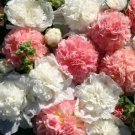 30 Alcea Brides Bouquet Double Hollyhock Flower Seeds Mix Perennial