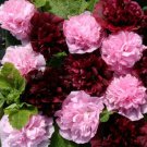 30 Alcea Very Berry Double Hollyhock Flower Seeds Mix Perennial