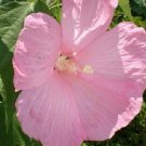 15 Pink Dinner Plate Hibiscus Flower Seeds Huge 10 12 Inch Flowers Perennial