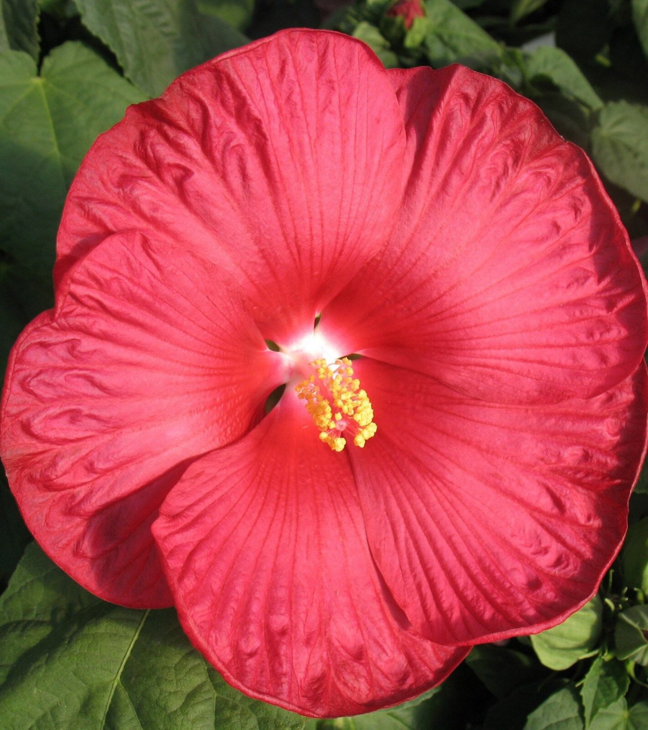 15 Red Dinner Plate Hibiscus Flower Seeds Huge 10 12 Inch Blooms Perennial