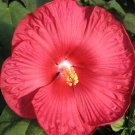15 Red Dinner Plate Hibiscus Flower Seeds Huge 10 12 Inch Blooms Perennial