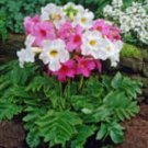 25 Incarvillea Hardy Gloxinia Cream Rosy Purple Mix Perennial Flower Seeds