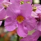 20 Incarvillea Hardy Gloxinia Flower Seeds Rosy Purple Perennial