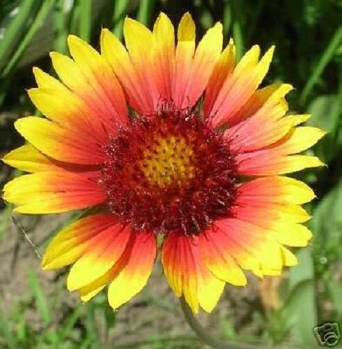 30 Gaillardia Aristata Torchlight Flower Seeds Perennial