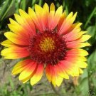 30 Gaillardia Aristata Torchlight Flower Seeds Perennial