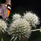 40 Eryngium Yuccifolium Rattlesnake Master Flower Seeds Perennial