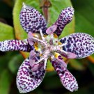 15 Tricyrtis Japanese Toad Lily Seeds Shade Loving Perennial Deer Resistant