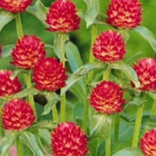 40 Strawberry Fields Gomphrena Flower Seeds Annual