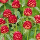 40 Strawberry Fields Gomphrena Flower Seeds Annual