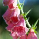 50 Glowing Pink Foxglove Digitalis Flower Seeds Perennial Deer Resistant