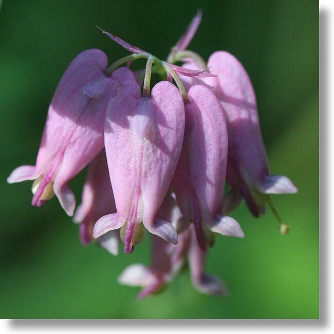 30 Dicentra Eximia Pink Bleeding Heart Flower Seeds Shade Loving Perennial