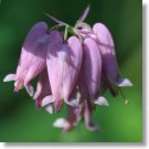 30 Dicentra Eximia Pink Bleeding Heart Flower Seeds Shade Loving Perennial