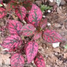 25 Hypoestes Polka Dot Plant Splash Rose Flower Seeds Shade Loving