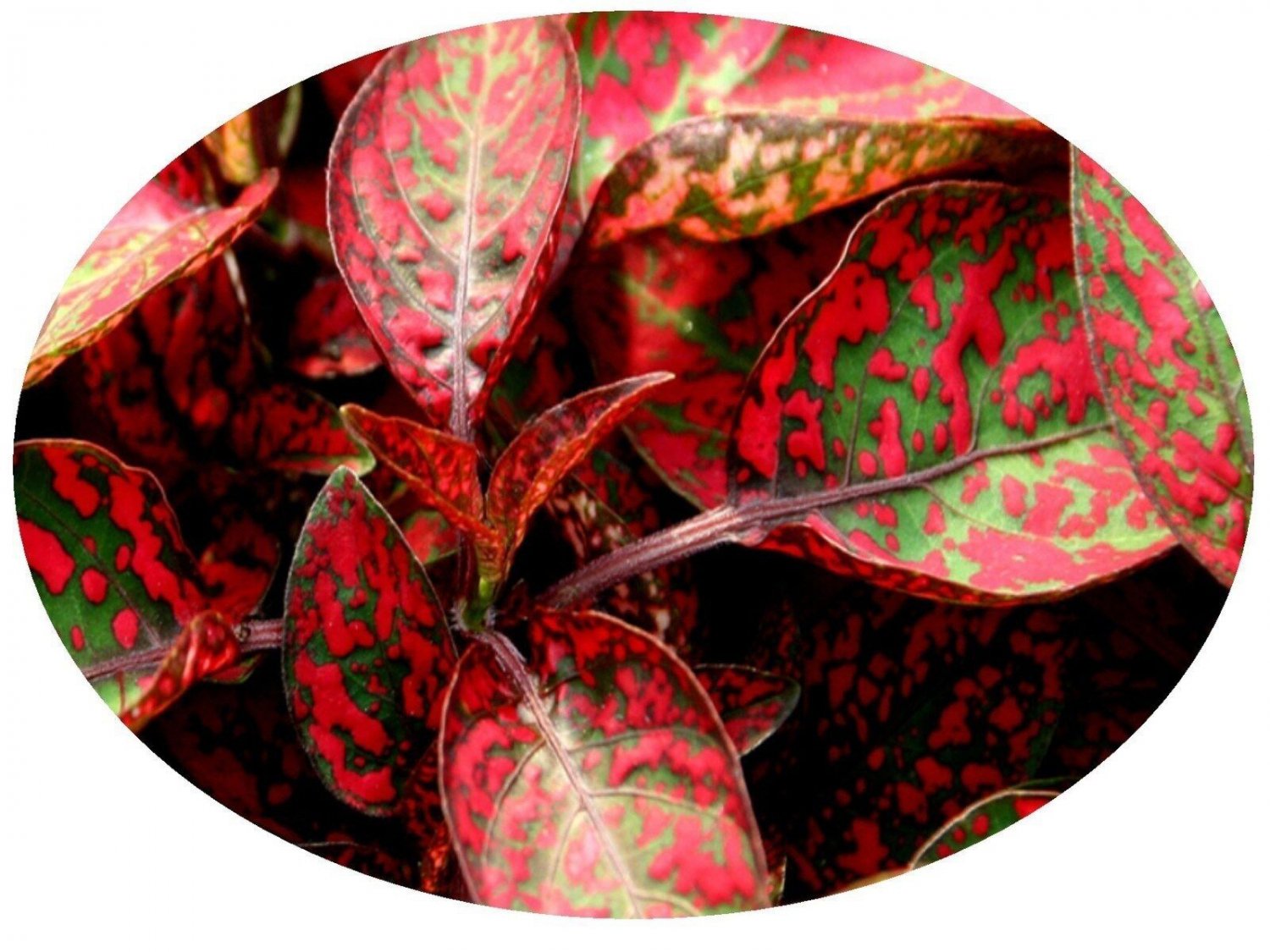 25 Hypoestes Polka Dot Plant Splash Red Flower Seeds Shade Loving
