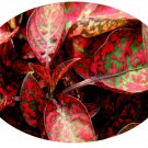 25 Hypoestes Polka Dot Plant Splash Red Flower Seeds Shade Loving