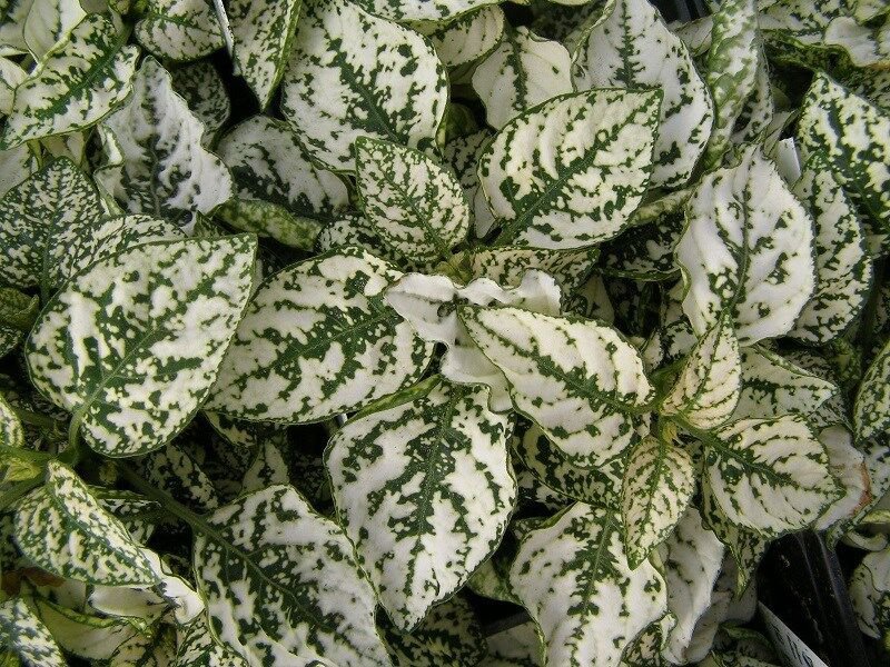 25 Hypoestes Polka Dot Plant Splash White Flower Seeds Shade Loving