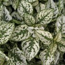 25 Hypoestes Polka Dot Plant Splash White Flower Seeds Shade Loving