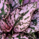 25 Hypoestes Polka Dot Plant Splash Pink Flower Seeds Shade Loving