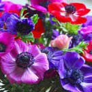 New 20 Anemone Decaen Mix Flower Seeds Perennial