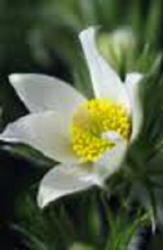 New 20 Pure White Anemone Pulsatilla Pasque Flower Seeds Perennial
