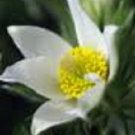 New 20 Pure White Anemone Pulsatilla Pasque Flower Seeds Perennial