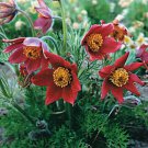 New 20 Red Pulsatilla Pasque Flower Seeds