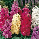 40 Stock Sugar And Spice Mix Flower Seeds Matthiola Strong Spicy Scent