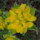 30 Euphorbia Polychroma Flower Seeds Perennial Drought Tolerant