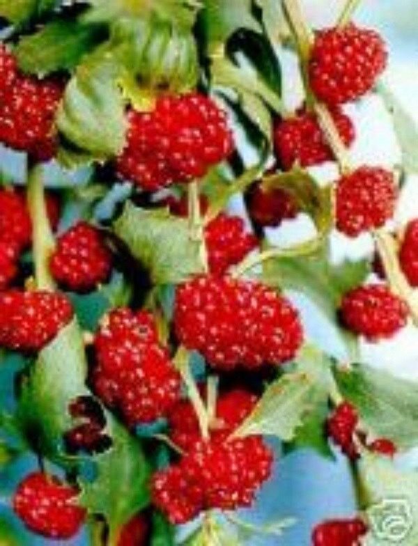 75 Strawberry Spinach Sticks Seeds Edible And Beautiful