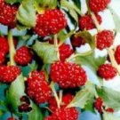 75 Strawberry Spinach Sticks Seeds Edible And Beautiful