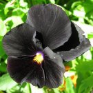 35 Black Pansy Halloween Flower Seeds Annual Goth