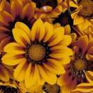30 Gazania Bronze Star Flower Seeds Drought Tolerant Reseeding Annual