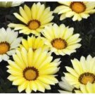 30 Gazania Kiss Lemon Yellow Flower Seeds Drought Tolerant Reseeding Annual