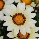 30 Gazania Kiss White Flower Seeds Drought Tolerant Reseeding Annual