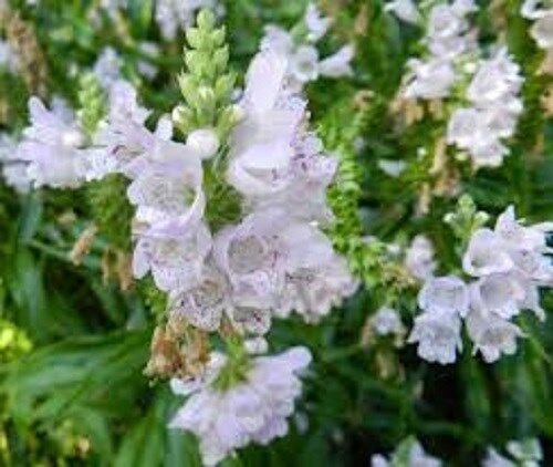 40 White Obedient Plant False Dragon Flower Seeds Perinnial