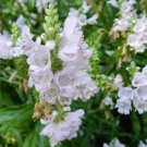 40 White Obedient Plant False Dragon Flower Seeds Perinnial