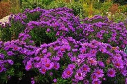40 Rosy Lilac New England Aster Flower Seeds Self Seeding Annual