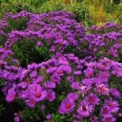 40 Rosy Lilac New England Aster Flower Seeds Self Seeding Annual