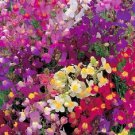 50 Spurred Snapdragon Annual Fower Seeds Mix Long Lasting Annual Antirrhinum