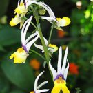 40 Nemesia Masquerade Bi Color Flower Seeds Annual Sweet Coconut Scent