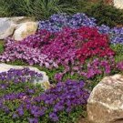 50 Aubrieta Royal Mix Rock Cress Flower Seeds Perennial Deer Resistant