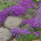 50 Aubrieta Lilac Purple Rock Cress Flower Seeds Perennial Deer Resistant