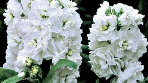 50 White Evening Or Night Scented Stock Flower Seeds Annual Great Gift