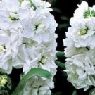 50 White Evening Or Night Scented Stock Flower Seeds Annual Great Gift