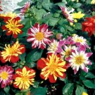 30 Dahlia Harlequin Mix Flower Seeds Early Blooming Bi Color