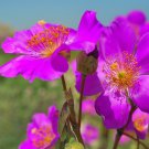 30 Cistanthe Grandiflora Brightness Silky Perennial Flower Seeds