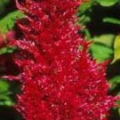 40 Celosia Plumed Red Flamingo Self Seeding Annual Flower Seeds