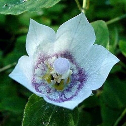 30 Velvety Vining Codonopsis Clematidea Lilac Eyes Flower Seeds Perennial